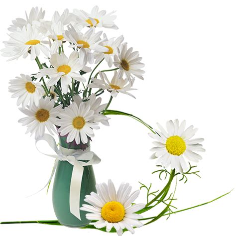 Pictures for friends and family, and special birthday pics. Flowers by KmyGraphic on DeviantArt
