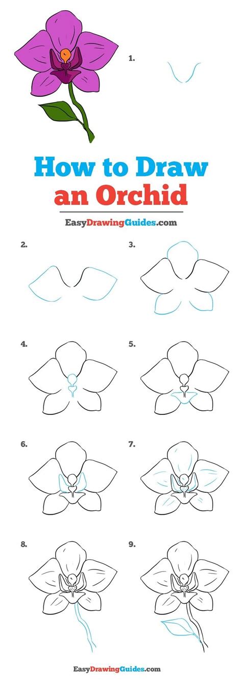 Repeat drawing a similar petal on the left side. How to Draw a Beautiful Orchid - Really Easy Drawing ...