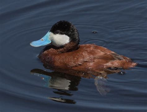 Ruddy Duck Male Stock Photo Image Of Male Wildlife 114821136