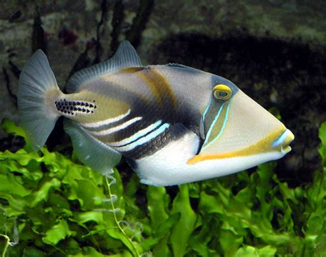 Triggerfish ~ Aquatic Animals