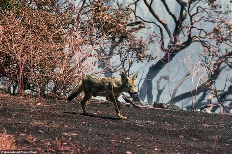 Cal_fire or like us on facebook: Apple Fire Rages In California, Thousands Evacuated ...
