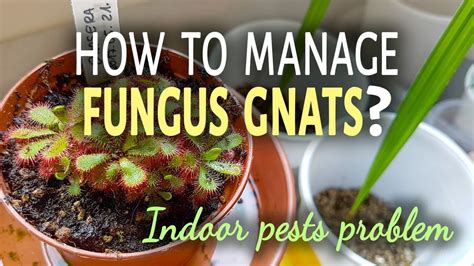 How To Manage Fungus Gnats Indoors 3 Ways To Get Rid Of