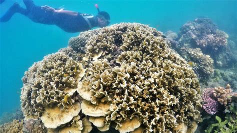 Coral Reef In Malluse Tasi By Mudasir Zainuddin Wikimedia Commons