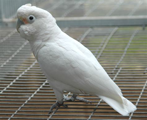 Order cockatoo parrot eggs online and incubate till it hatches. Goffin's Cockatoo Facts, Pet Care, Personality, Price ...