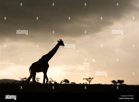 A Young Giraffe Walking Across The Stunning Sunset In The Serengeti