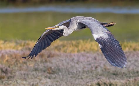 Vernon Chalmers Photography Grey Heron In Flight Photography Cape Town