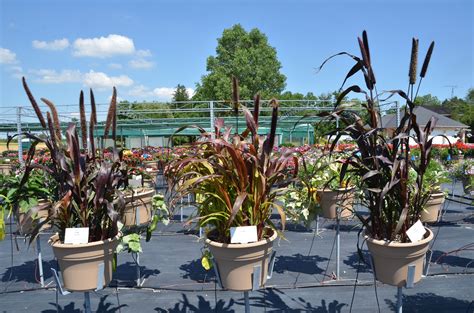 Add a dramatic, contrasting vertical punch to beds of pastel pink. Ornamental Millet - Purple Baron & Jester & Purple Majesty ...