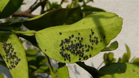 Insect Eggs On Leaves — Whose Are They