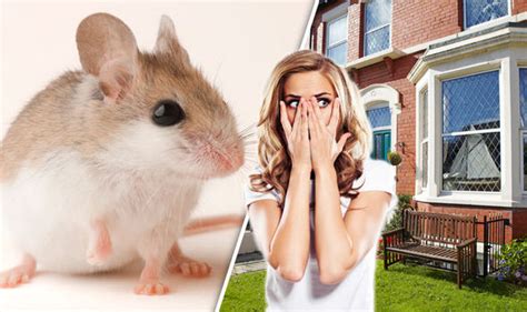 We can also have cats as our. How to get rid of mice in the house without using traps or ...