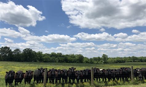 Forage Management I Appreciate You Ut Beef Forage Center