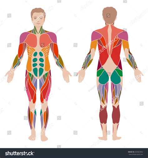 Muscle Diagram Male Body Names Stock Vector Muscle Diagram Human Images