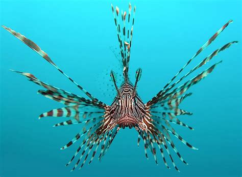 Lionfish Facts Everything You Need To Know Grateful Diver