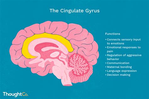 What Is The Cingulate Gyrus