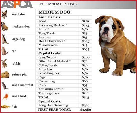 How Much Do You Really Spend On Your Pet