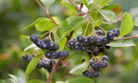 10 Different Types Of Edible Wild Berries You Can Safely Eat