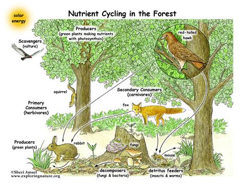 Food Webs The Nutrient Cycle