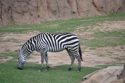 Dallas Zoo Zebras 0257 Brianacreech Flickr