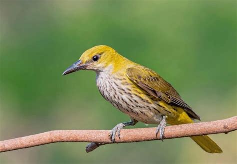 Top 25 Wild Bird Photographs Of The Week Birding Laptrinhx News