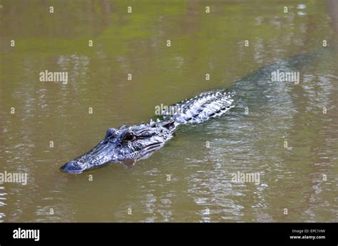 American Alligator Swimming In The Louisiana Bayou Stock Photo Alamy