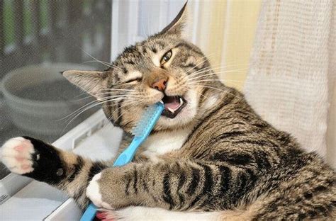 Dicas Para Gateiros Escovando Os Dentes Dos Gatos