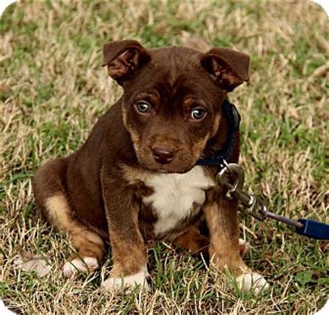 Bully pit puppies cost around $250 to $2,000. Dylan | Adopted Puppy | DG | Hagerstown, MD | Labrador Retriever/American Bulldog Mix