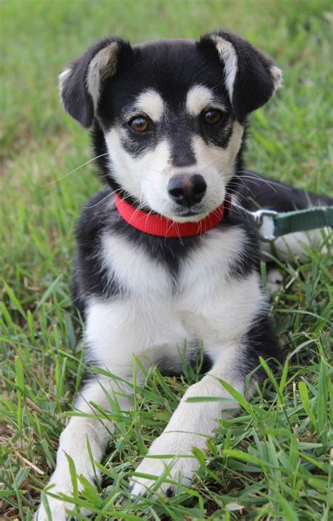 Maybe you would like to learn more about one of these? Chihuahua And Husky Mix Puppies | Dog Breed Information