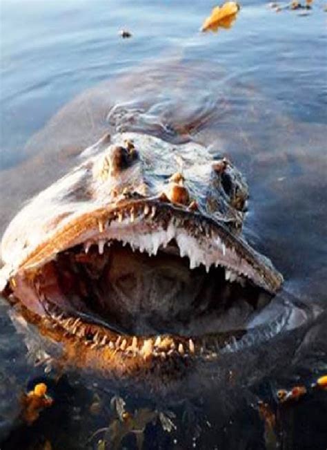 10 Most Dangerous Ocean Creatures In The World Fish Hunt Buzz Scary