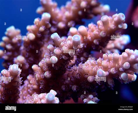 Live And Death Coral Reef Hi Res Stock Photography And Images Alamy