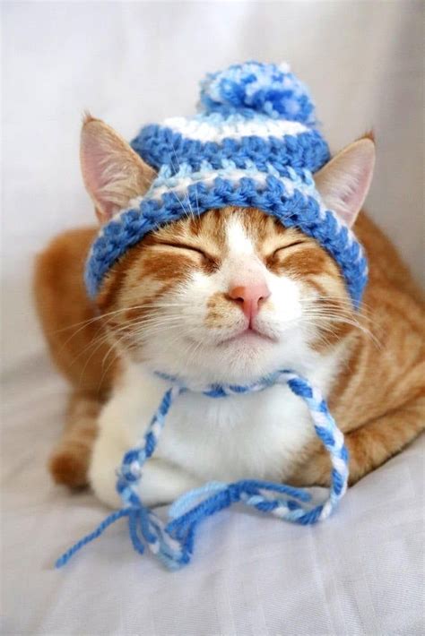 Hat For Cats Toboggan Cat Hat Beanie For Cats And Kittens Cat Stocking