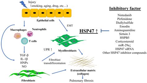 Biomedicines Free Full Text Hsp47 A Therapeutic Target In