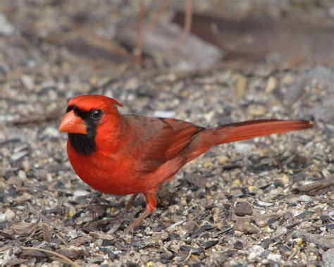 The Northern Cardinal Cardinalis Cardinalis Pinturas De Aves Aves
