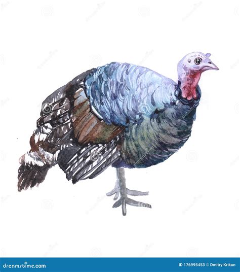 Watercolor Turkey Bird Animal Stock Illustration Illustration Of