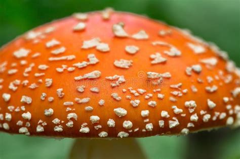 Edible Fungi Which Grows In The Wood Autumn Wood Crop Of Mushroomsm