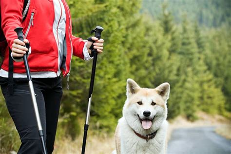 5 Great Dog Friendly Hiking Trails Near Seattle Cosmic Home And Pet