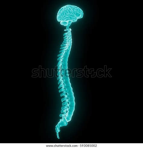 Human Brain Spinal Cord Part Human Stock Illustration 593085002