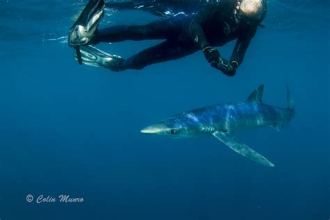Cornwalls Blue Sharks Marine Bio Images Blog