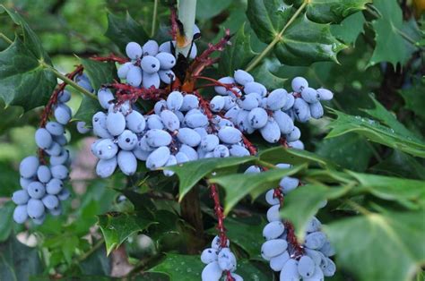 Mahonia Bealei Oregon Grape Holly Leatherleaf 3 Behmerwald Nursery