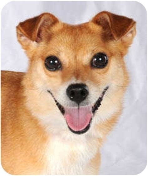 stella adopted dog chicago il shiba inuchihuahua mix