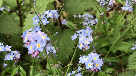 If you only want them for one season, remove them after they cease to flower. FORGET ME NOT FLOWERS - YouTube