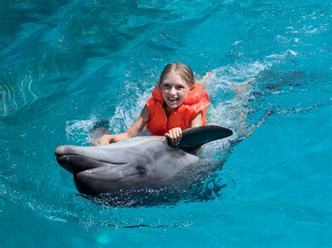 Swimming With Dolphins In Los Cabos Garza Blanca Resort News