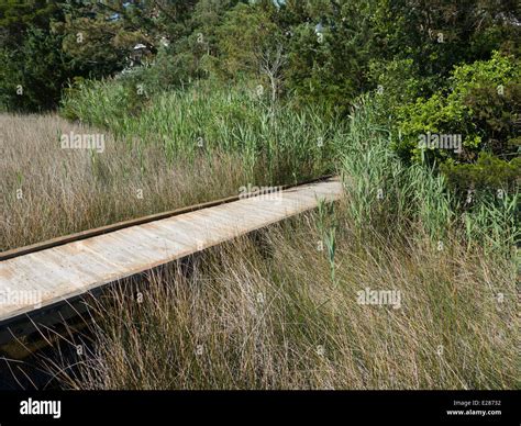 Boardwalk Through The Marshes Outer Banks North Carolina Stock Photo