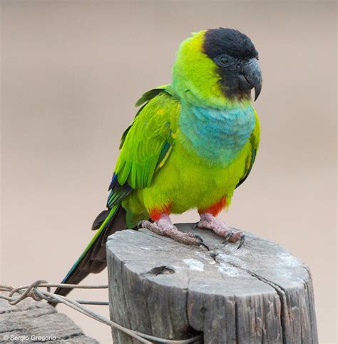 Aratinga Nenday Nanday Parakeet Encyclopedia Of Parrots