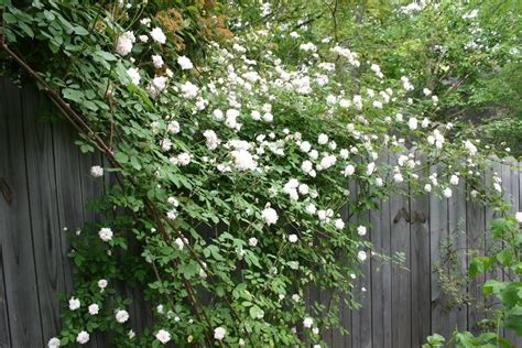 5 White Climbing Rose Rosa Bush Vine Climber Fragrant Etsy White