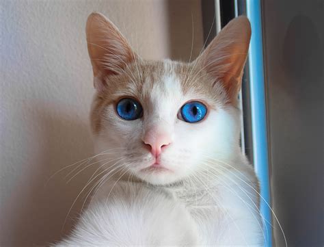 Top 10 Most Beautiful Cats In The World