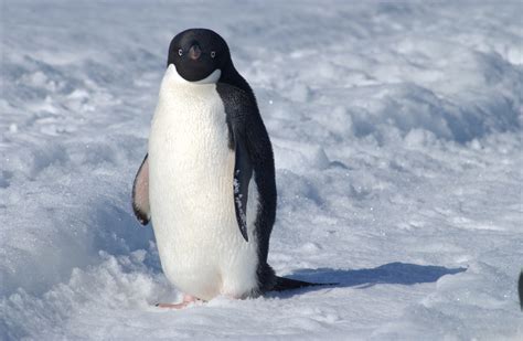 Imagenes De Un Pinguino Images And Photos Finder