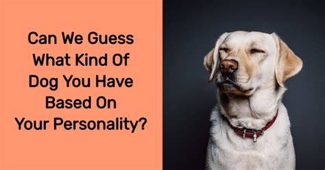 Can We Guess What Kind Of Dog You Have Based On Your Personality