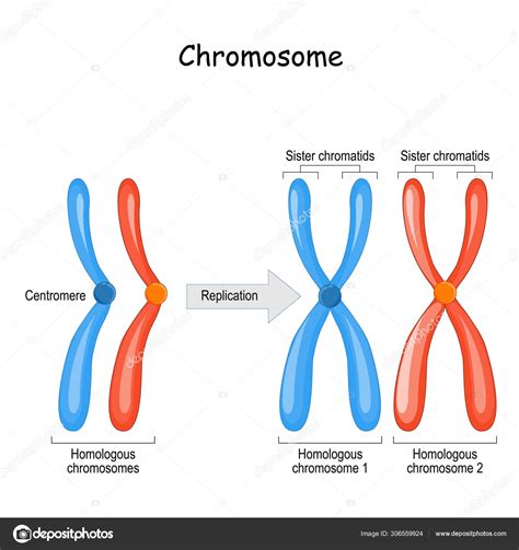Esquema De Cromosomas