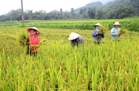 Bộ Sưu Tập Hình Ảnh Người Nông Dân Cực Độc Đáo Với Hơn 999 Hình Ảnh 4k
