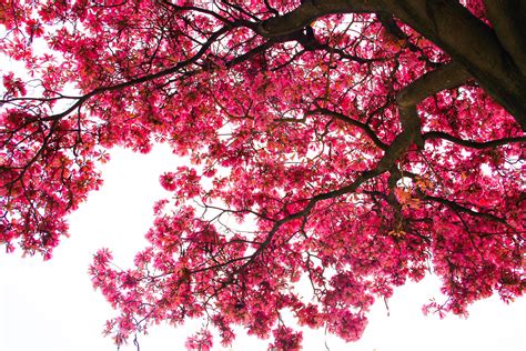Cherry Blossom Tree Red Leaves