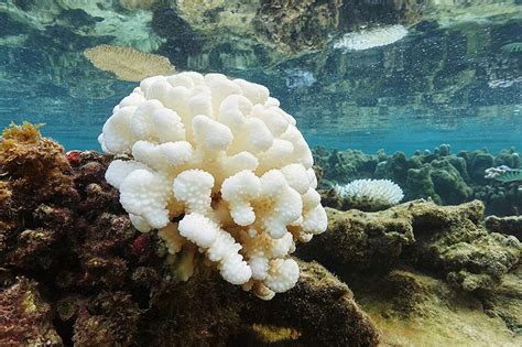 Scientists Tackling Crisis Of Coral Bleaching Ub Now News And Views